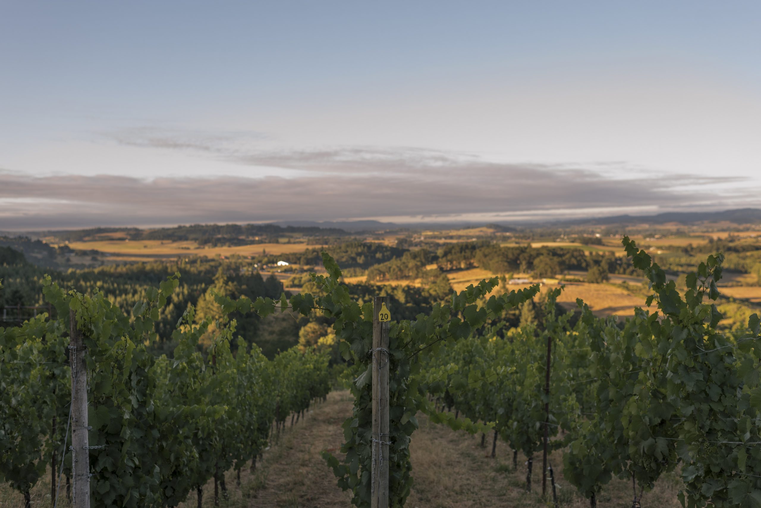 DOMAINE NICOLASJAY AN EXCITING NEW CHAPTER Preferred Magazine